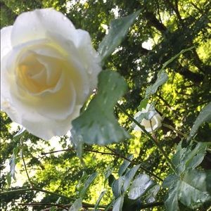 Meet your Posher, Destiny